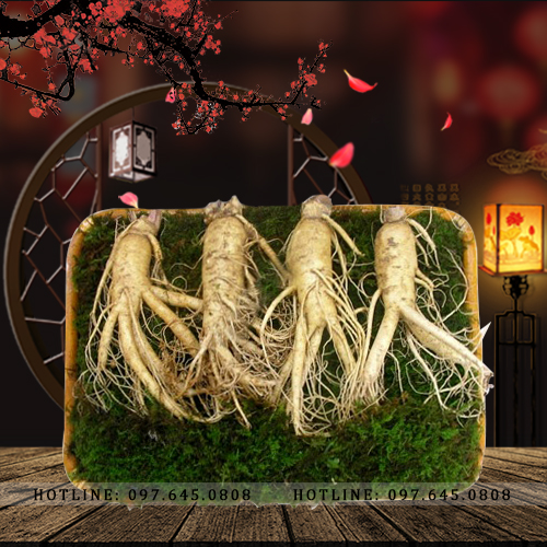 Nhân sâm tươi loại 4 củ/kg