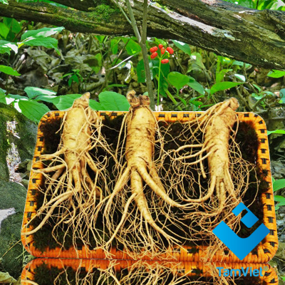 Nhân sâm tươi Hàn Quốc 3 củ/kg