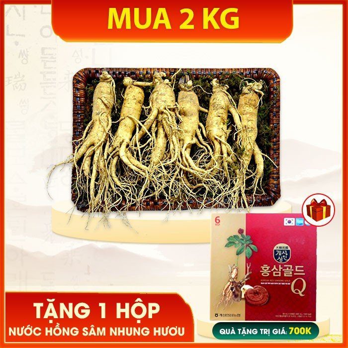 Nhân sâm tươi loại 6 củ/kg
