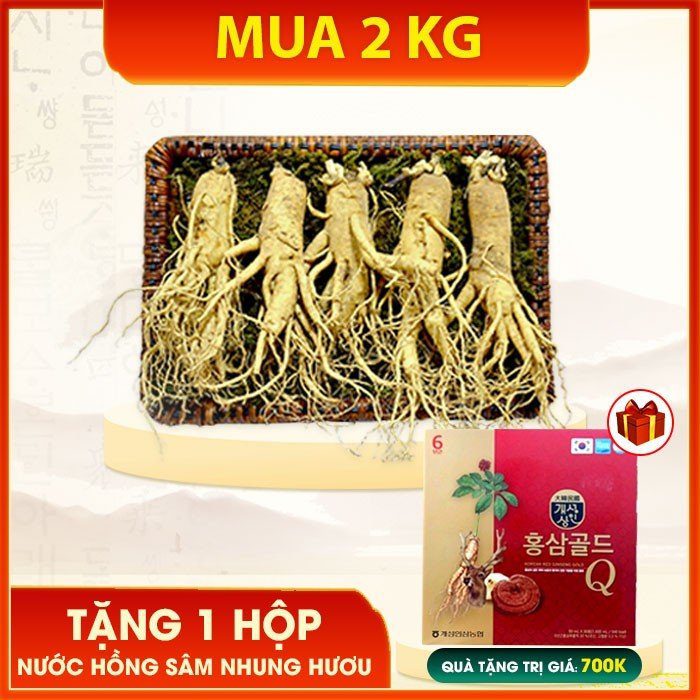 Nhân sâm tươi loại 5 củ/kg